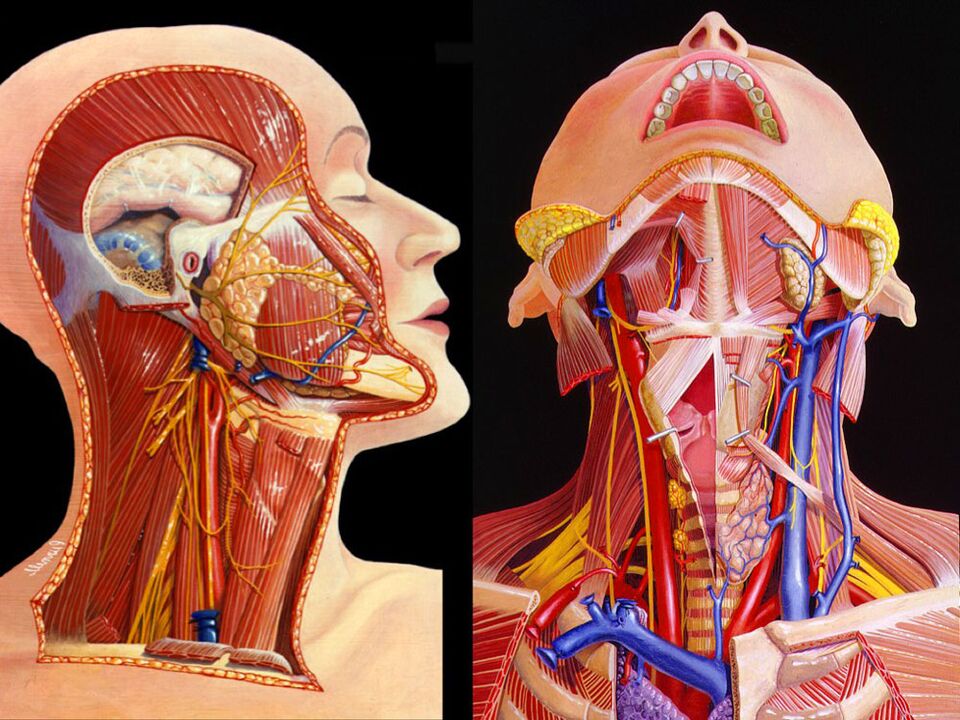 anatomija vrata