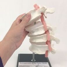 model lumbalne kralježnice